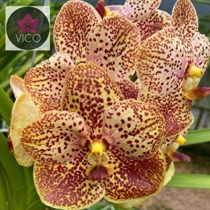 Orquídea Vanda Adisak Citrine