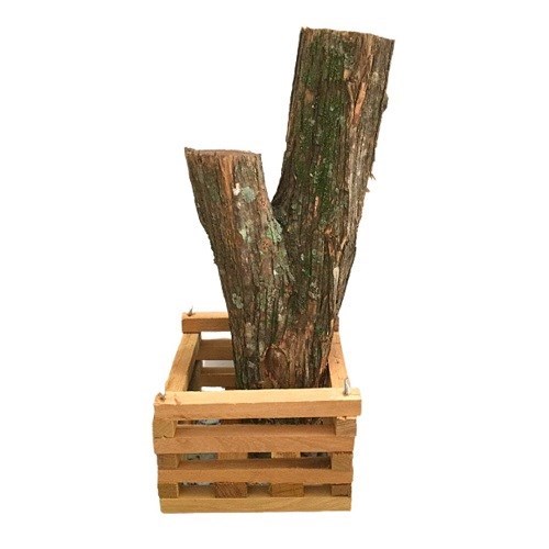 Cachepot com Sansão do Campo