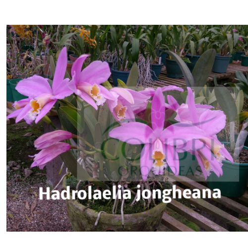 Orquídea Laelia jongheana 