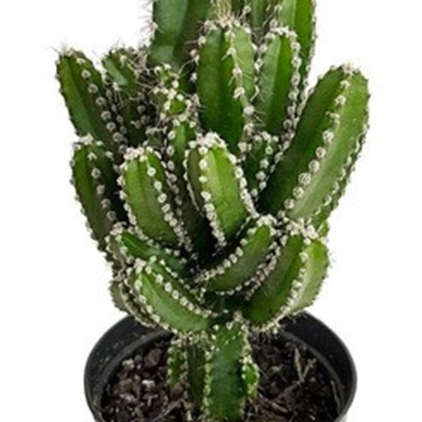 Planta Cacto Castelo De Fada ( Acanthocereus Tetragonus )