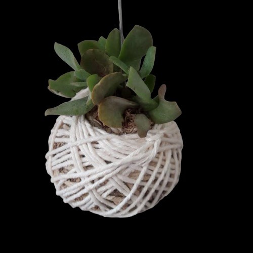 Kit 10 Mini Kokedamas de Suculentas Variadas