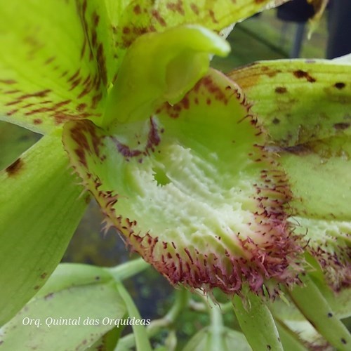 Clowesetum Loppe Farlansiae - Adulto