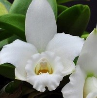 Hadrolaelia alaorii alba