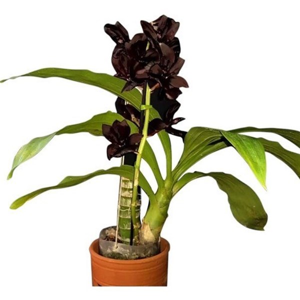 Orquídea Negra Adulta Monnierara Magic Millenium - Orquiloja