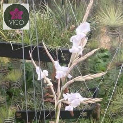 Tillandsia streptocarpa lira