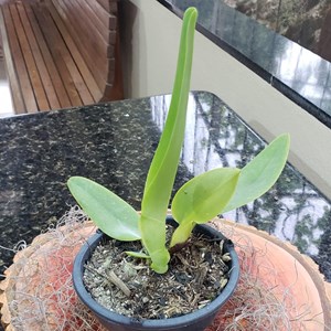 Cattleya Warneri Amesiana "Memória Roberto Kautsky" x Amesiana "Maia"