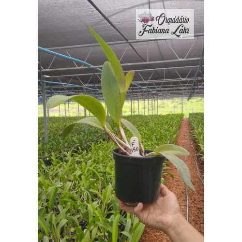 Orquídea B.L.C. NSA Linda Dona ''Grande Labelo"