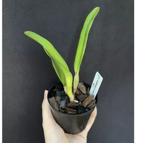 Orquídea Cattleya Purpurata Anelata Self