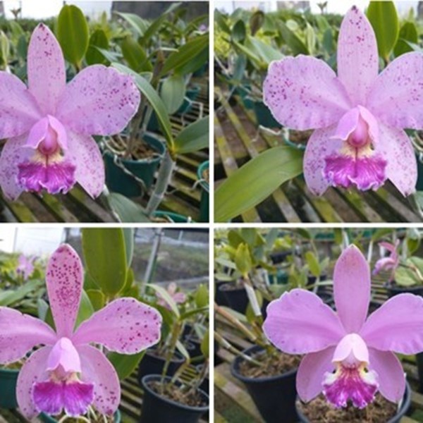 Orquídea (Brassolaeliocattleya Durigan × Cattleya granulosa) × Cattleya loddigesii