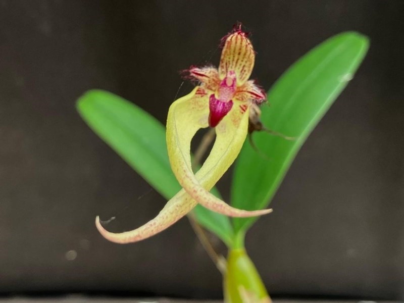 Bulbophyllum (rosthschildianum x blepharistes)