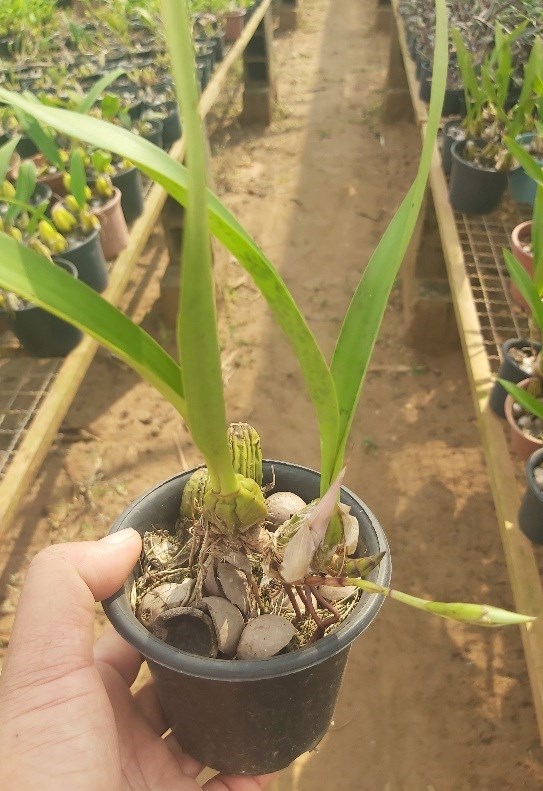 Orquídea Maxillaria chrisantha 