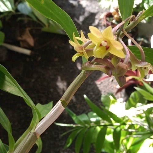 Orquídea Dendrobium ionopus