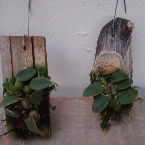 Orquídea Sophronitis cernua (Mini Cattleya)