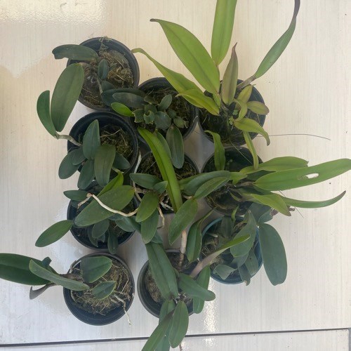 Kit 10 Mudas de Cattleya Pequenas coloridas com identificação