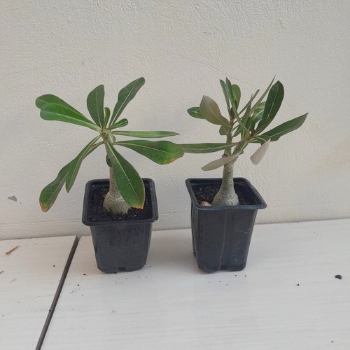 Rosa do deserto (cores variadas)