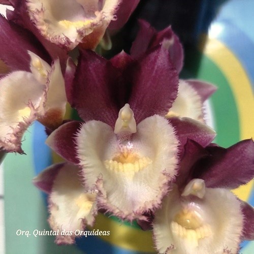 Clowesetum Pierre Couret - Adulto