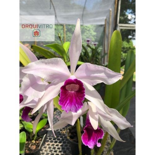 Cattleya purpurata tipo