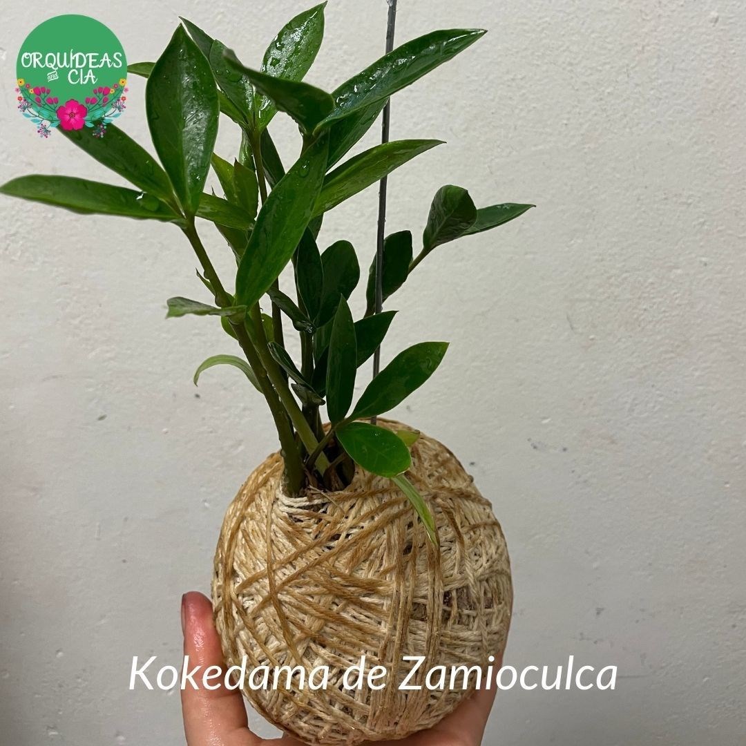 Kokedama de Mini Zamioculca