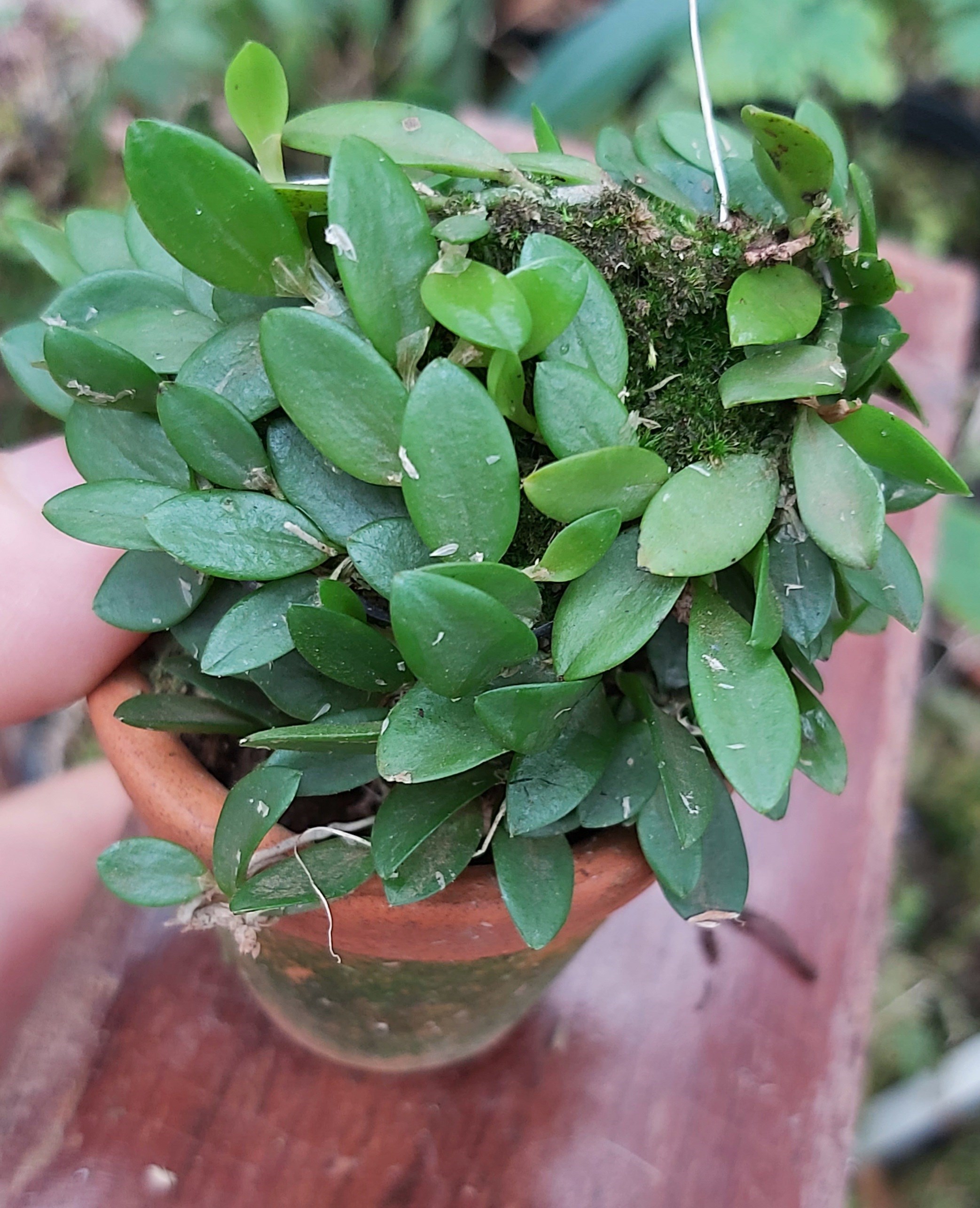 Micro orquídea Barbosella handroii
