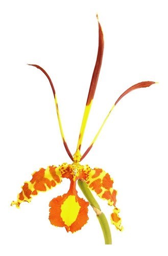 Orquidea Kit 4 Orquídeas Raras!!!