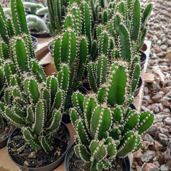 Planta Cacto Castelo De Fada ( Acanthocereus Tetragonus )