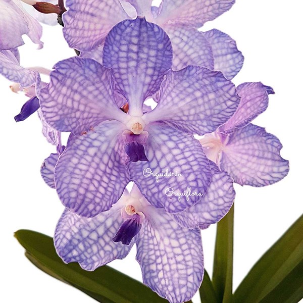 Orquídea Vanda coerulea Nepal Planta Adulta - Orquiloja