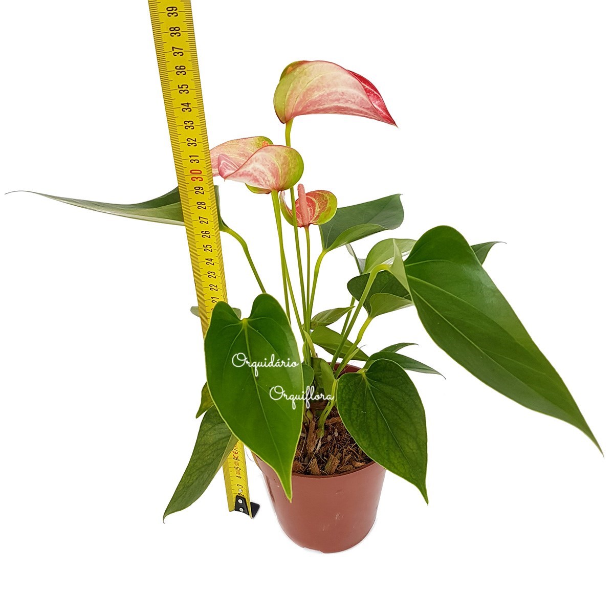 Mini Antúrio Livium Listrada Planta Natural Adulta Com Vaso