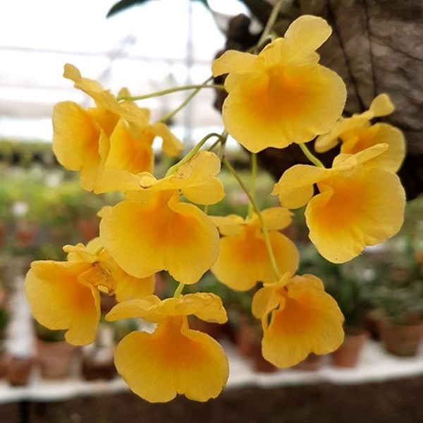 Orquídea Dendrobium agregatum Amarelo Ouro ! Com Cachepot ! - Orquiloja