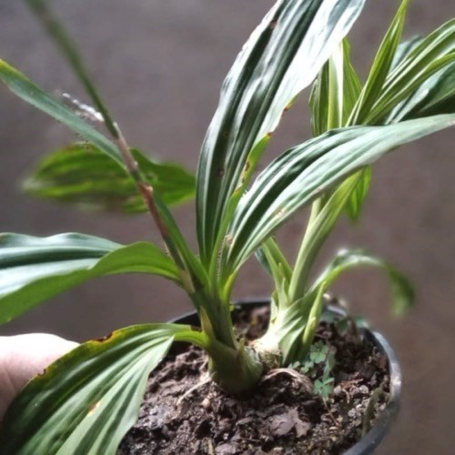 Phaius alba x Phaius tankervilleae (Capuz de Freira)