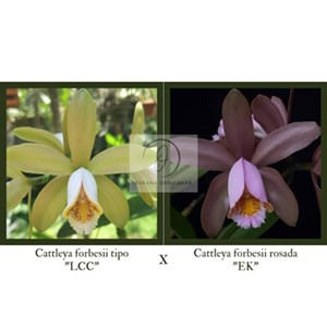 Cattleya forbesii (tipo "LCC" x rosada "EK")