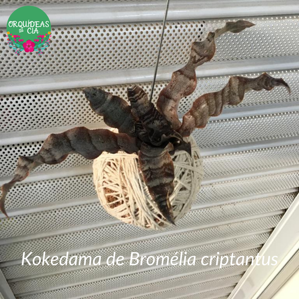 Kokedama de Bromélia Criptantus
