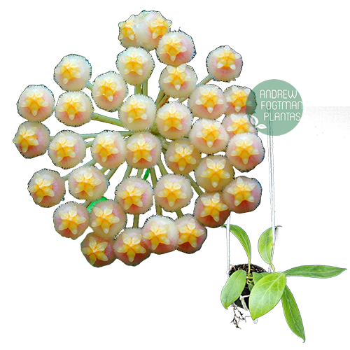 Flor de cera Hoya obscura - muda enraizada no pote nº 6