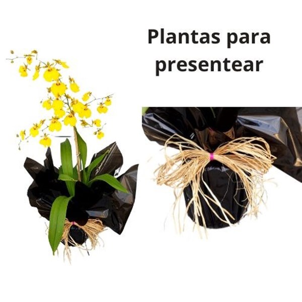 Orquídea Chuva de Ouro para Presente Dia das Mães