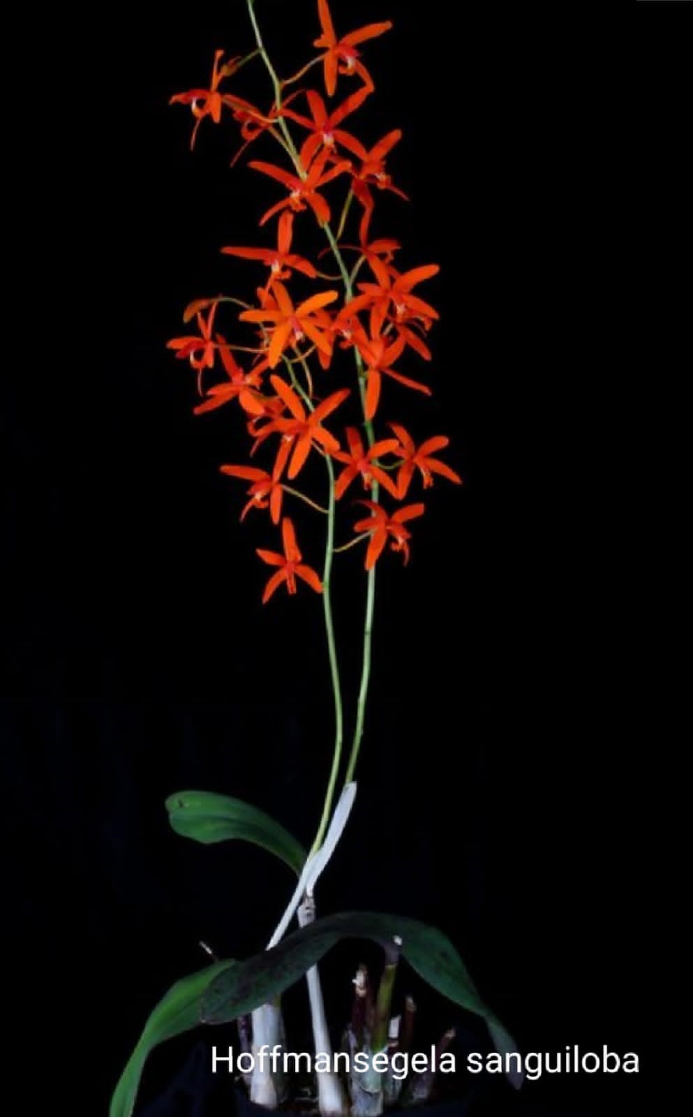 Orquídea Hoffmansegela sanguiloba (=Laelia sanguiloba)
