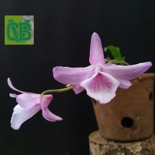 Dendrobium primulinum x Dendrobium anosmum