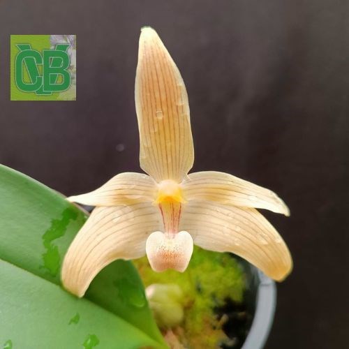 Bulbophyllum siamense