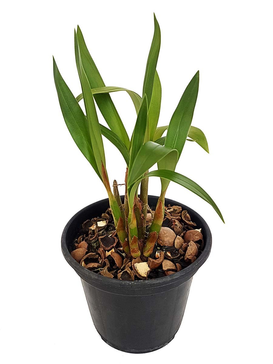 Orquídea Eria xanthocheila Planta Adulta Flor Exótica