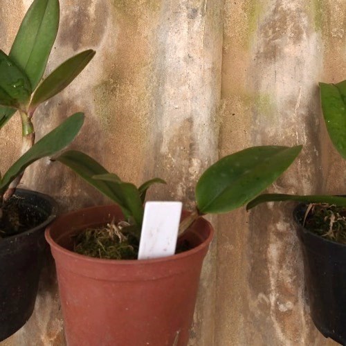 Kit 10 Mudas de Cattleya Pequenas coloridas com identificação