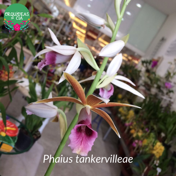 Orquídea Phaius tankervilleae (capuz de freira) - Orquiloja