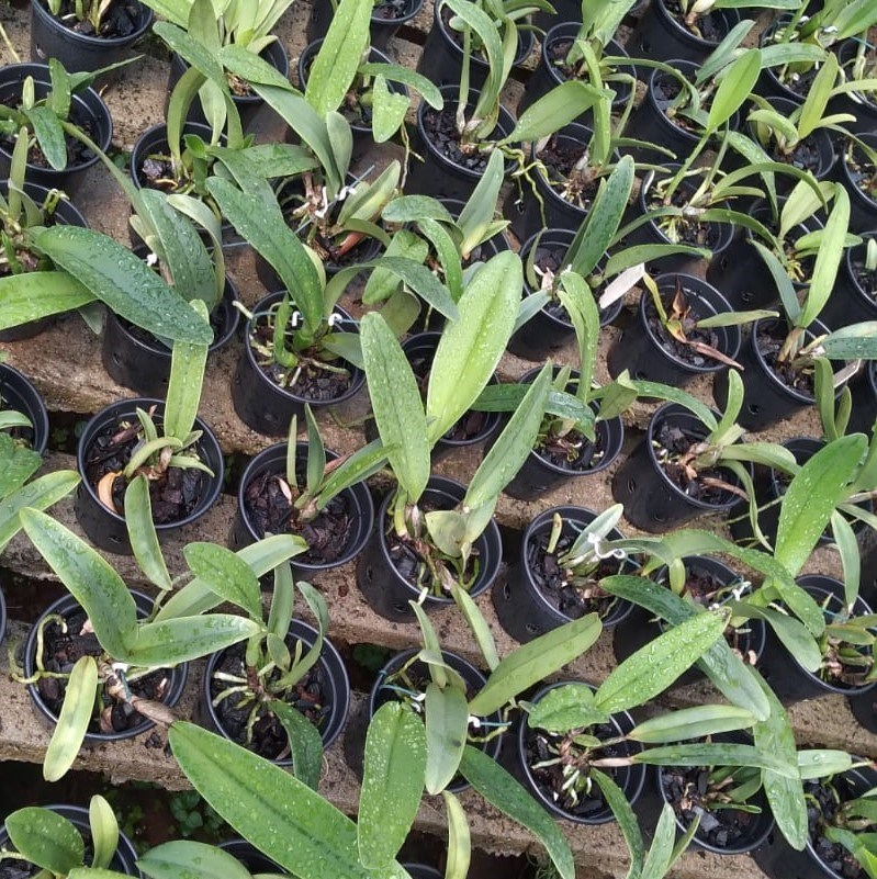 Cattleya (Aranka Germanske x percivaliana alba)
