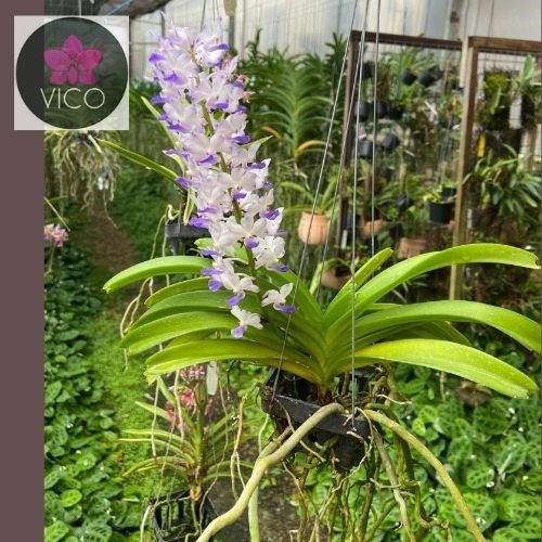 Orquídea Rhynchostylis coelestis