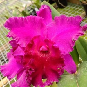 Cattleya João Paulo Fontes - Adulta