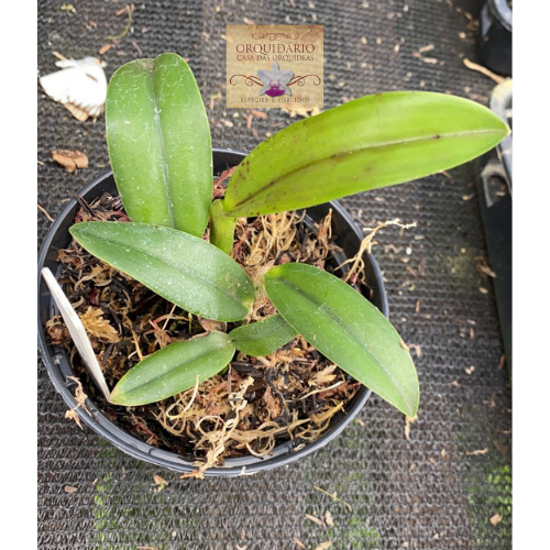 Orquídea Hadrolaelia pumila Vinicolor