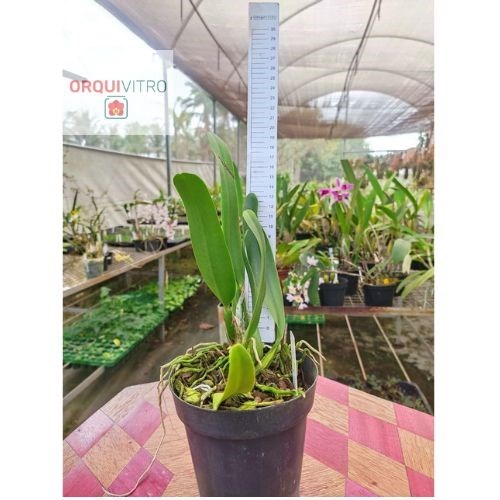 Cattleya lueddemanniana coerulea (CARACAS x NR27)