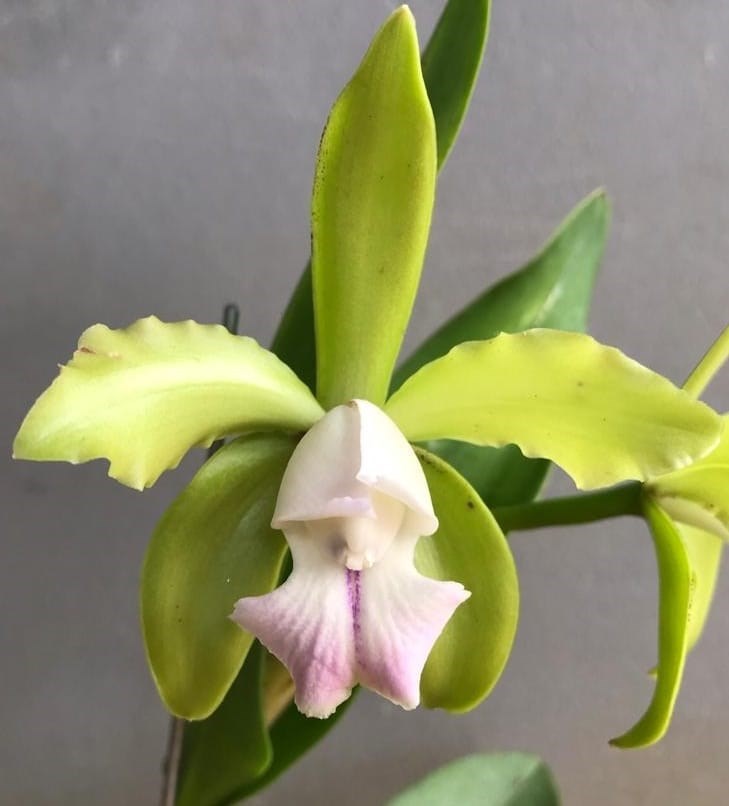 Orquídea Cattleya leopoldii albescens 