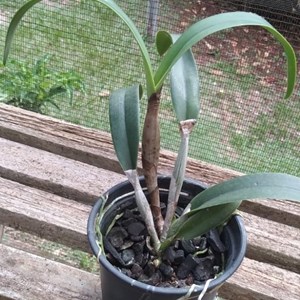 Cattleya (Guatemalensis x Lc. Trick or Treat) x Laelia rupestris