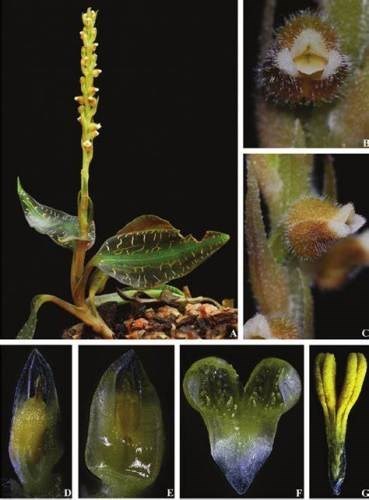 Goodyera malipoensis - Jewel Orchid - Orquídea Joia - Adulto