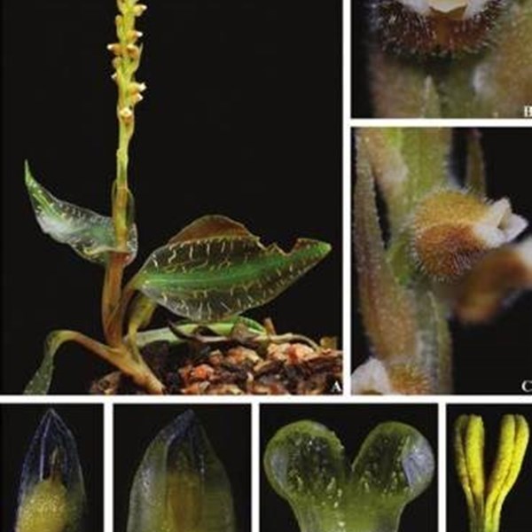 Goodyera malipoensis - Jewel Orchid - Orquídea Joia - Adulto