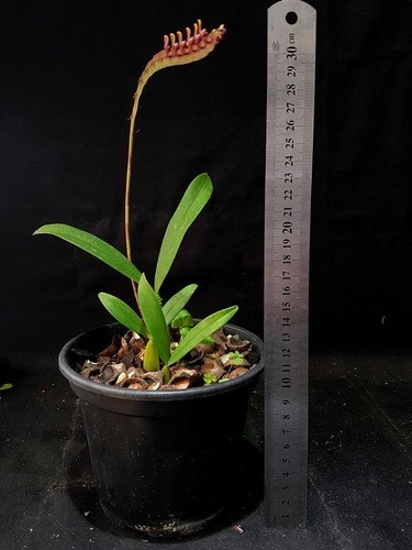 Orquidea Exótica Bulbophyllum falcatum Planta Adulta