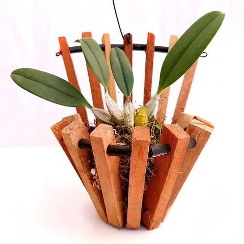 Orquídea Dendrobium agregatum Amarelo Ouro ! Com Cachepot !